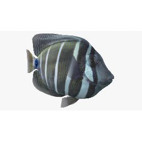 Sailfin Tang Animated 3D model